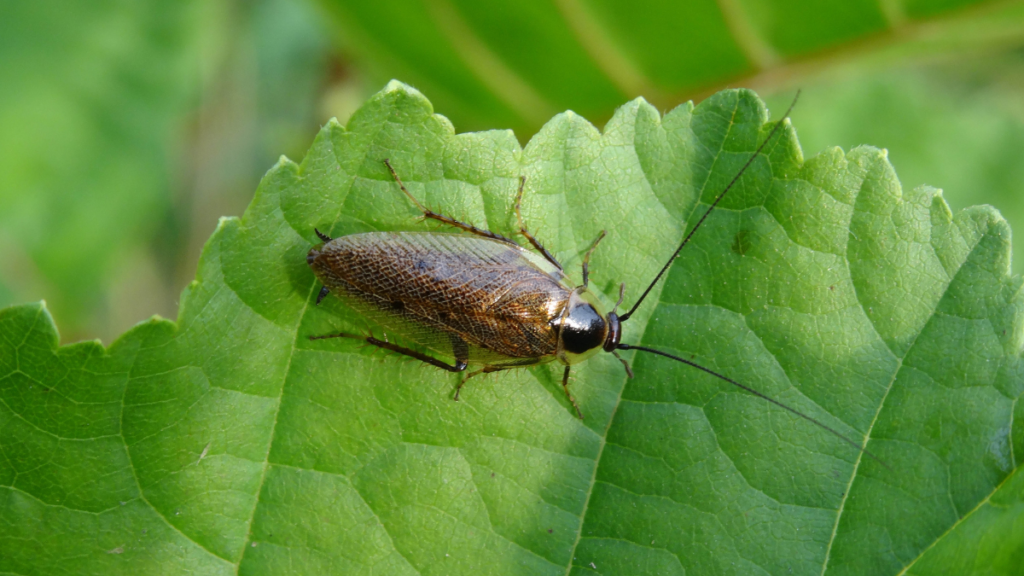 7 Plants That May Help Keep Cockroaches Away Naturally Cockroaches