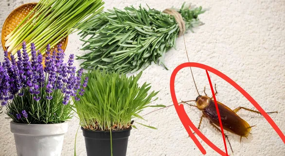 Cockroaches